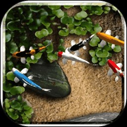 自由锦鲤动态壁纸