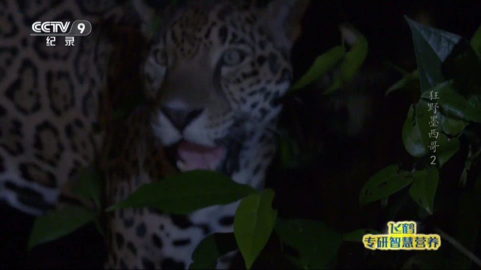 星火电视海外版1.0.52截图3