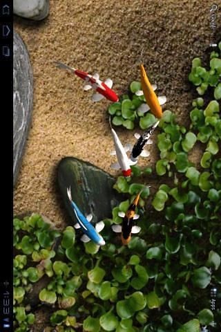 自由锦鲤动态壁纸截图2