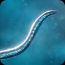 孢子模拟器中文版