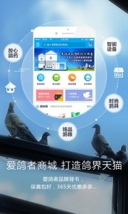 爱鸽者官方版截图4